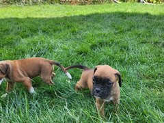 Boxer German - in cautarea unui nou camin