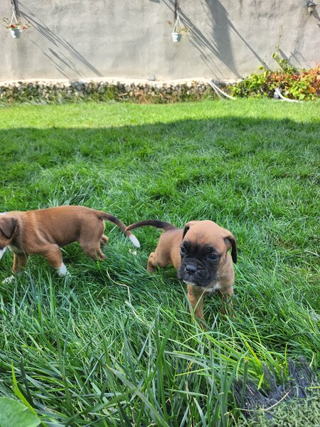 Boxer German - in cautarea unui nou camin