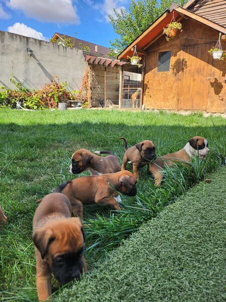 Boxer German - in cautarea unui nou camin
