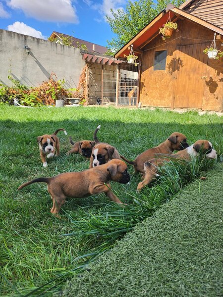 Boxer German - in cautarea unui nou camin