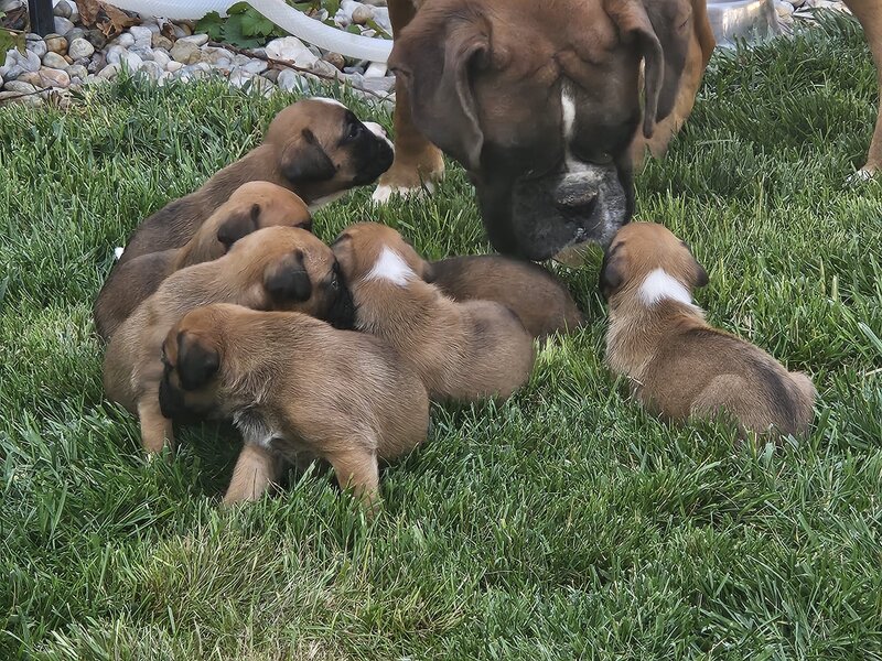 Boxer German - in cautarea unui nou camin