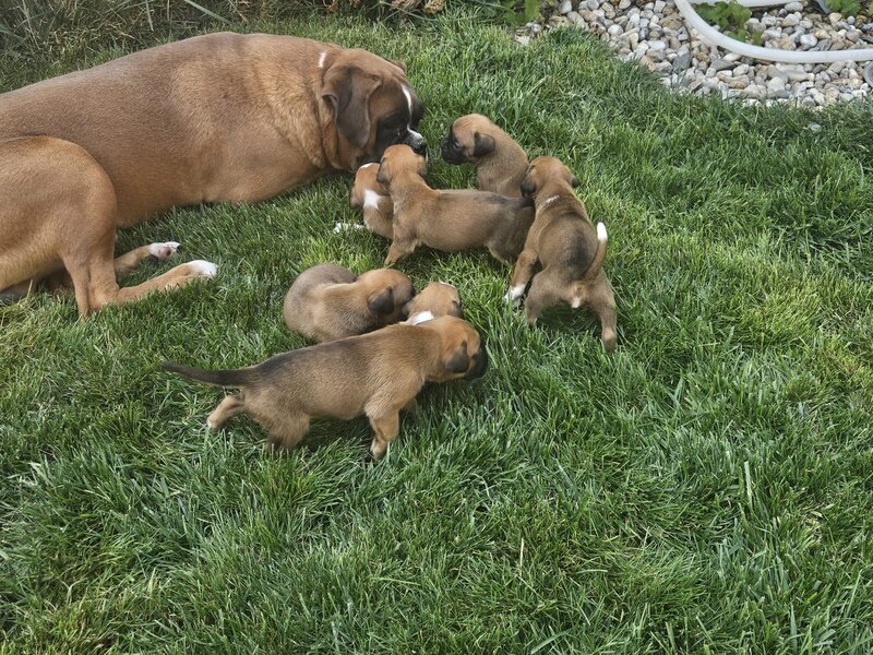 Boxer German - in cautarea unui nou camin