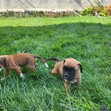 Boxer German - in cautarea unui nou camin